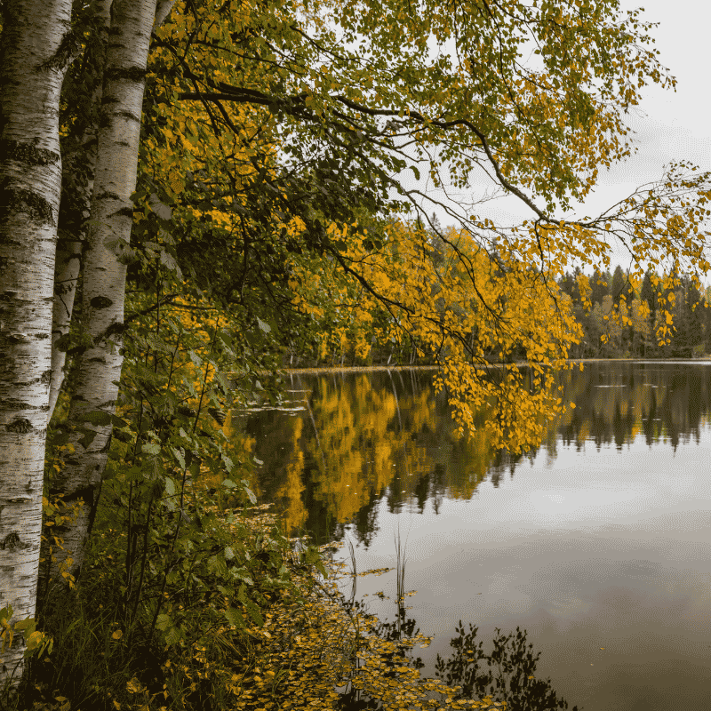 Järvimaisema